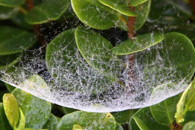 Ağaçların dalları ve yaprakları üzerindeki örümcek ağı ipliklerinin yakın görüntüsü. İsrail 'de kurak kış 
