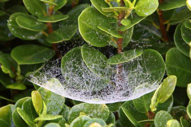 Ağaçların dalları ve yaprakları üzerindeki örümcek ağı ipliklerinin yakın görüntüsü. İsrail 'de kurak kış 