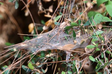 Ağaçların dalları ve yaprakları üzerindeki örümcek ağı ipliklerinin yakın görüntüsü. İsrail 'de kurak kış 