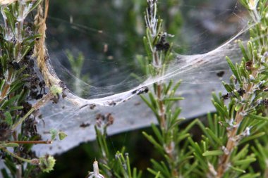 Ağaçların dalları ve yaprakları üzerindeki örümcek ağı ipliklerinin yakın görüntüsü. İsrail 'de kurak kış 