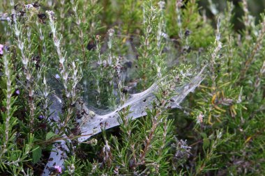 Ağaçların dalları ve yaprakları üzerindeki örümcek ağı ipliklerinin yakın görüntüsü. İsrail 'de kurak kış 