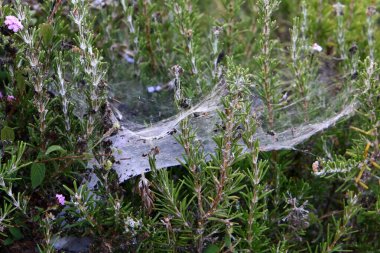 Ağaçların dalları ve yaprakları üzerindeki örümcek ağı ipliklerinin yakın görüntüsü. İsrail 'de kurak kış 
