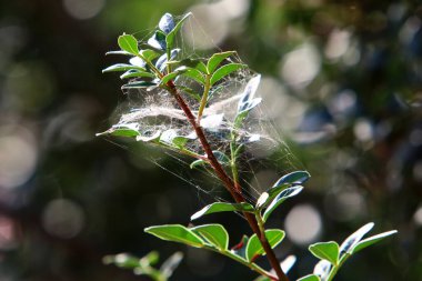 Ağaçların dalları ve yaprakları üzerindeki örümcek ağı ipliklerinin yakın görüntüsü. İsrail 'de kurak kış 