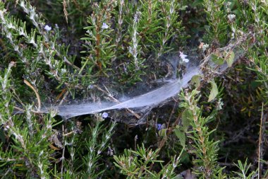 Ağaçların dalları ve yaprakları üzerindeki örümcek ağı ipliklerinin yakın görüntüsü. İsrail 'de kurak kış 