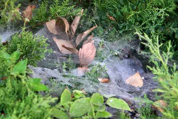 Vue Rapprochée Des Fils Toile Araignée Sur Les Branches Les — Photo