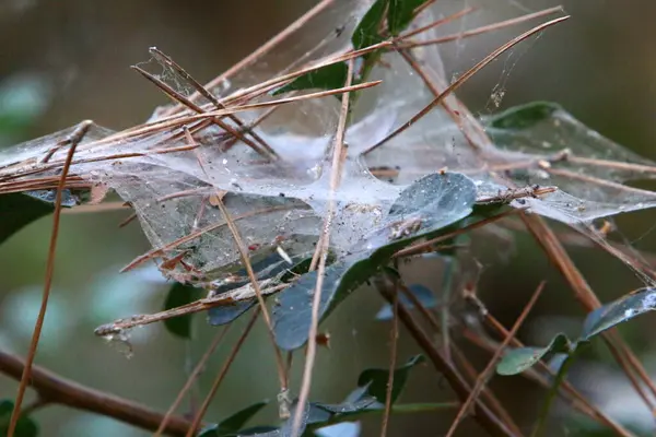 Close Van Spinnenwebdraden Takken Bladeren Van Bomen Droge Winter Israël — Stockfoto