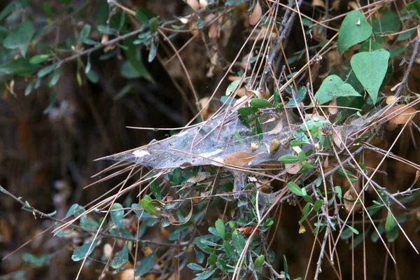 Close Van Spinnenwebdraden Takken Bladeren Van Bomen Droge Winter Israël — Stockfoto