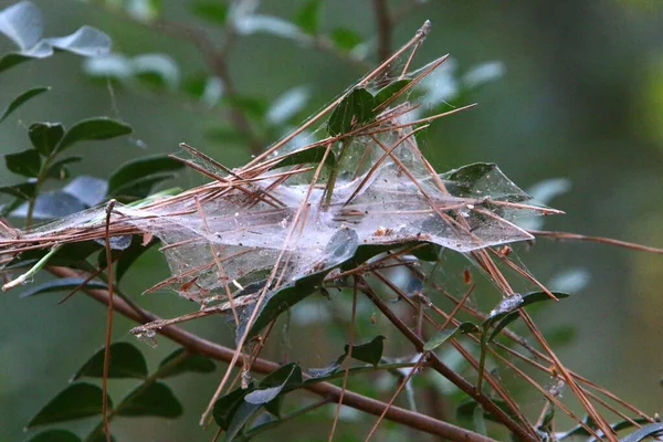 Vue Rapprochée Des Fils Toile Araignée Sur Les Branches Les — Photo