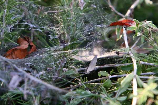 Vue Rapprochée Des Fils Toile Araignée Sur Les Branches Les — Photo