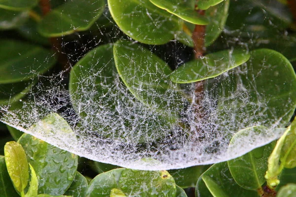 Ağaçların dalları ve yaprakları üzerindeki örümcek ağı ipliklerinin yakın görüntüsü. İsrail 'de kurak kış 