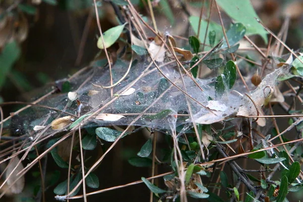 Vue Rapprochée Des Fils Toile Araignée Sur Les Branches Les — Photo