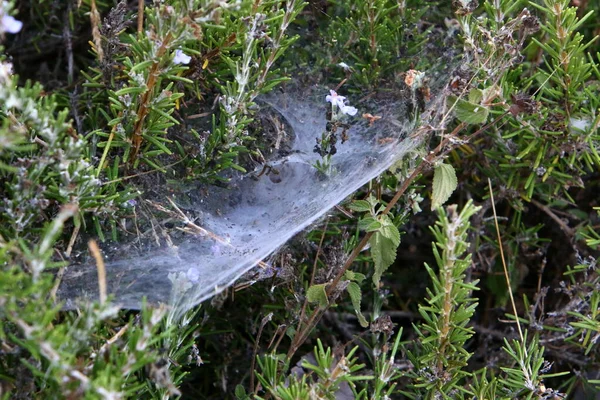 Vue Rapprochée Des Fils Toile Araignée Sur Les Branches Les — Photo