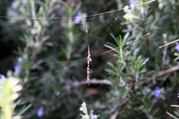 Vista Cerca Los Hilos Telaraña Las Ramas Hojas Los Árboles —  Fotos de Stock