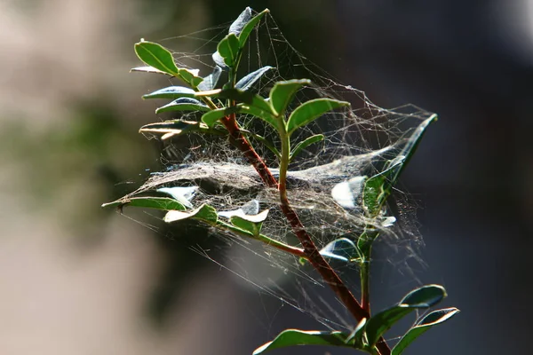 Vue Rapprochée Des Fils Toile Araignée Sur Les Branches Les — Photo