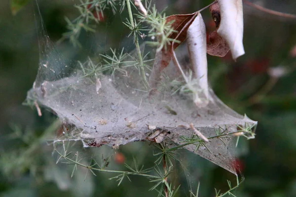 Vue Rapprochée Des Fils Toile Araignée Sur Les Branches Les — Photo