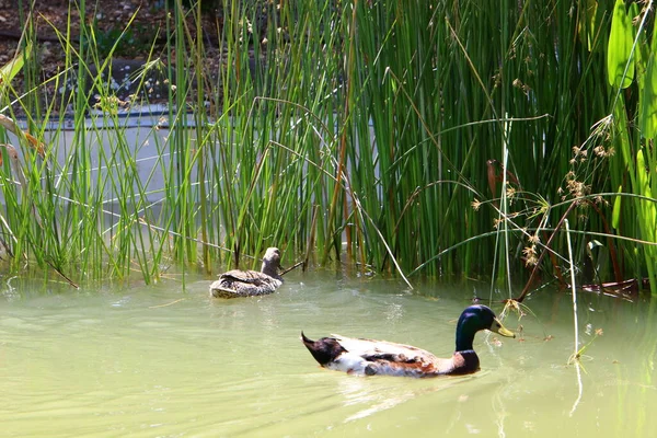 Eenden Een Zoetwatermeer Een Stadspark Noord Israël — Stockfoto