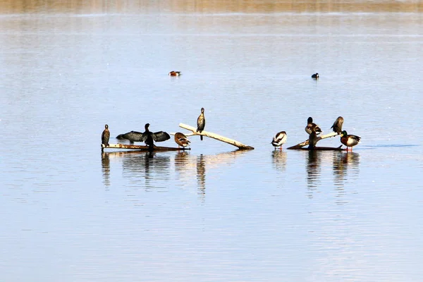 Patos Lago Agua Dulce Parque Ciudad Norte Israel —  Fotos de Stock