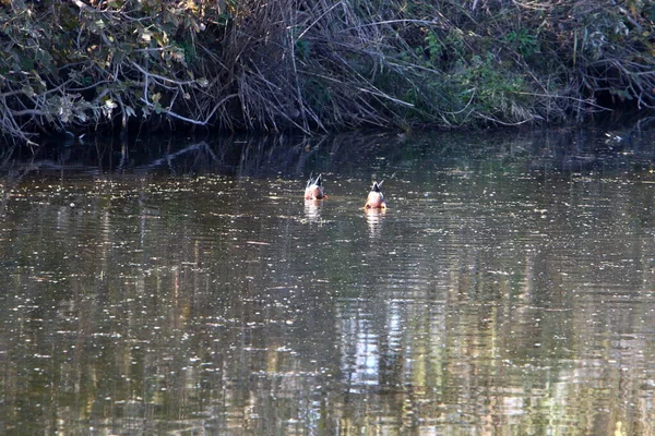 Ducks Freshwater Lake City Park Northern Israel — Stock Photo, Image