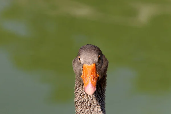 Enten Auf Einem Süßwassersee Einem Stadtpark Norden Israels — Stockfoto