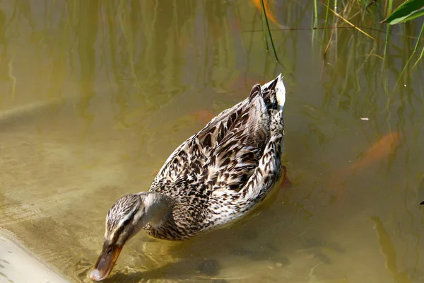 Ducks Freshwater Lake City Park Northern Israel — Stock Photo, Image