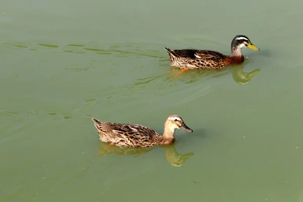 Patos Lago Agua Dulce Parque Ciudad Norte Israel — Foto de Stock