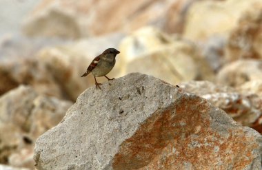 İsrail 'de bir şehir parkındaki gri serçe 