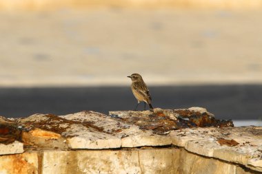 İsrail 'de bir şehir parkındaki gri serçe 