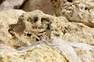 İsrail 'de bir şehir parkındaki gri serçe 