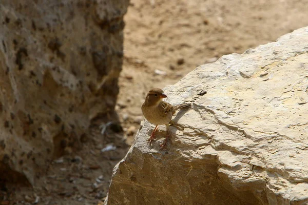 以色列一个城市公园里的灰麻雀 — 图库照片