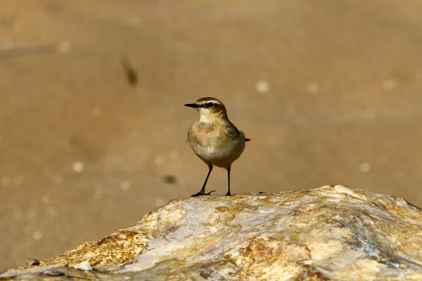 Grauer Sperling Einem Stadtpark Israel — Stockfoto