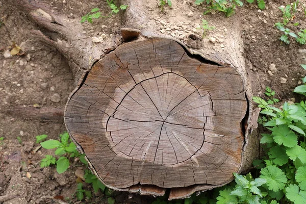 Alte Und Marode Baumstümpfe Einem Stadtpark Die Überreste Eines Gefällten — Stockfoto