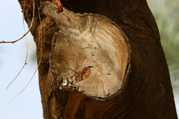 Tronco Árvore Velho Dilapidado Parque Cidade Restos Uma Árvore Derrubada — Fotografia de Stock