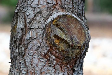 Şehir parkında eski ve harap olmuş bir ağaç kütüğü. Yakacak odun için kesilmiş bir ağacın kalıntıları. 
