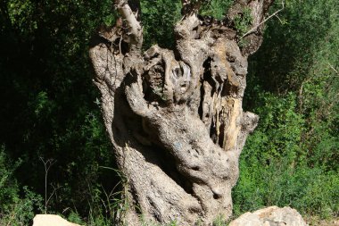 Şehir parkında eski ve harap olmuş bir ağaç kütüğü. Yakacak odun için kesilmiş bir ağacın kalıntıları. 