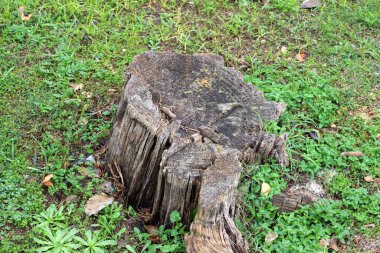 Şehir parkında eski ve harap olmuş bir ağaç kütüğü. Yakacak odun için kesilmiş bir ağacın kalıntıları. 