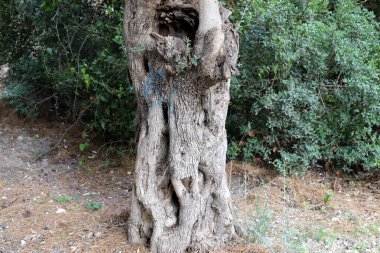 Şehir parkında eski ve harap olmuş bir ağaç kütüğü. Yakacak odun için kesilmiş bir ağacın kalıntıları. 