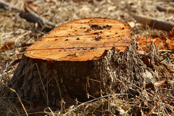Old Dilapidated Tree Stump City Park Remains Felled Tree Firewood — Stock Photo, Image