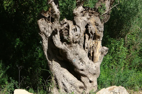 Tronco Albero Vecchio Fatiscente Parco Cittadino Resti Albero Abbattuto Legna — Foto Stock