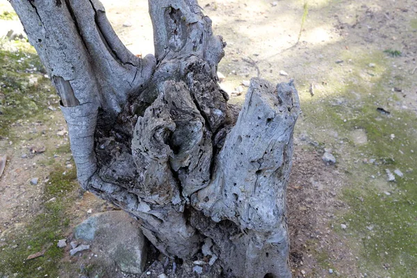 Stary Zniszczony Pień Drzewa Parku Miejskim Szczątki Ściętego Drzewa Opał — Zdjęcie stockowe