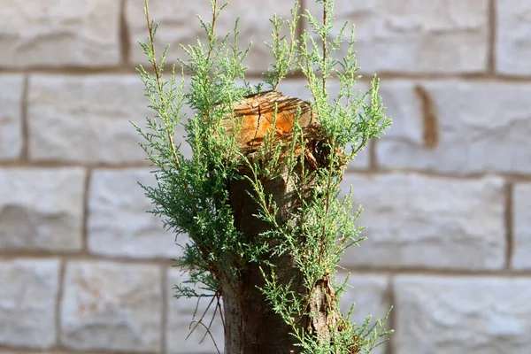 Viejo Ruinoso Tocón Árbol Parque Ciudad Los Restos Árbol Talado — Foto de Stock