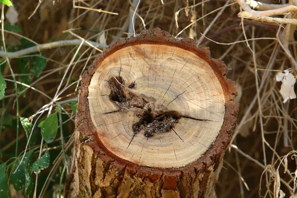 Old Dilapidated Tree Stump City Park Remains Felled Tree Firewood — Stock Photo, Image