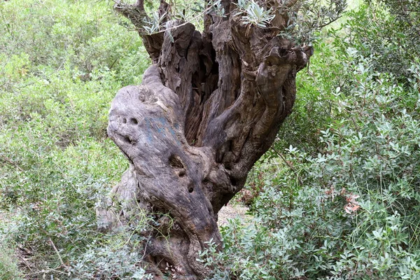 Vieux Tronc Arbre Délabré Dans Parc Municipal Les Restes Arbre — Photo