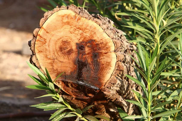 Viejo Ruinoso Tocón Árbol Parque Ciudad Los Restos Árbol Talado — Foto de Stock