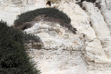 Rosh HaNikra 'daki beyaz tebeşir kayalıkları. Kuzey İsrail 'deki Rosh HaNikra Burnu İsrail ile Lübnan arasındaki sınırda.. 