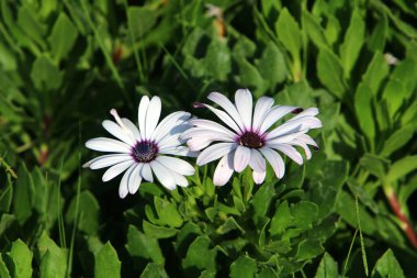 Ocak ayında İsrail 'de bir şehir parkında parlak renkli çiçekler. Kışın yağmur mevsiminde, doğa çiçek açar. 