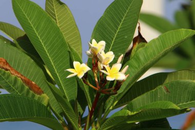 Ocak ayında İsrail 'de bir şehir parkında parlak renkli çiçekler. Kışın yağmur mevsiminde, doğa çiçek açar. 