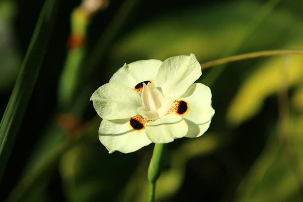 Fleurs Colorées Lumineuses Dans Parc Urbain Israël Janvier Hiver Pendant — Photo