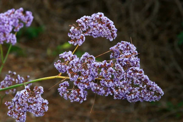 Flores Colores Brillantes Parque Ciudad Israel Enero Invierno Temporada Lluvias —  Fotos de Stock