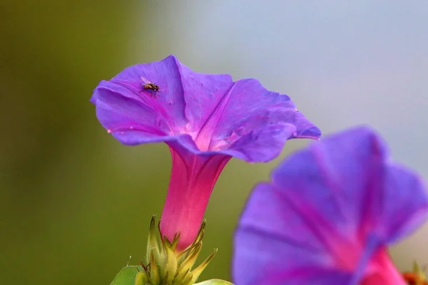 Knallbunte Blumen Einem Stadtpark Israel Januar Winter Der Regenzeit Blüht — Stockfoto