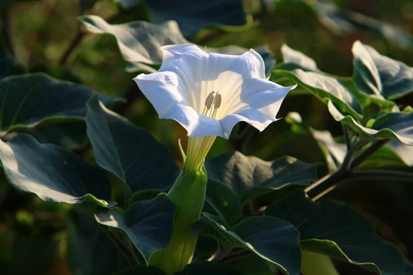 1月にイスラエルの都市公園で明るい色の花を咲かせます 雨季の冬には自然が開花します — ストック写真